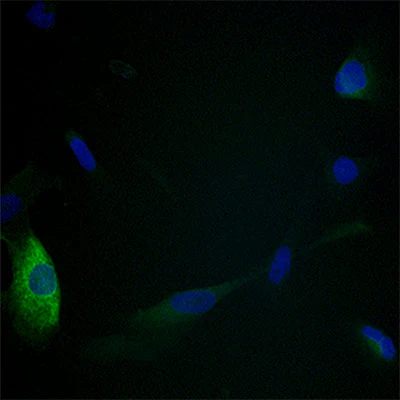 HO-1 Protein Expression in THLE2 Liver Cells